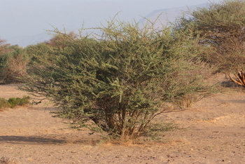 Parc naturel d\'Al Saleel