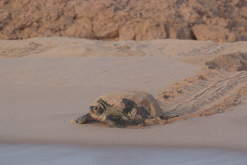 Schildkrötenreservat – Gouvernement Al Sharqiyah Süd (Ras Al Hadd)