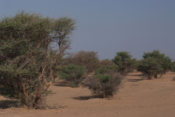 Al Saleel Natural Park Reserve
