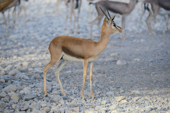 Parc naturel d\'Al Saleel