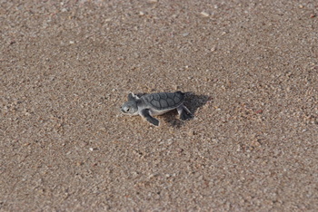 Réserve des tortues dans le gouvernorat d’Al Sharqiya Sud, Ras Al Hadd