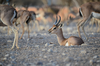 Al Saleel Natural Park Reserve