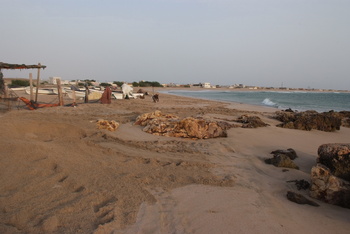 Réserve des tortues dans le gouvernorat d’Al Sharqiya Sud, Ras Al Hadd