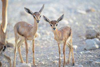 Parc naturel d\'Al Saleel