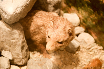 Musée d’Histoire naturelle