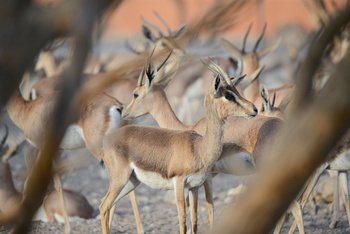 Al Saleel Natural Park Reserve