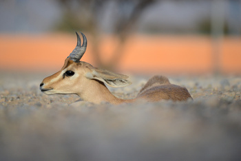 Al Saleel Natural Park Reserve