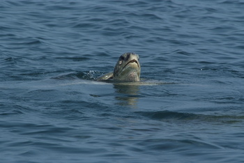 Réserve des tortues dans le gouvernorat d’Al Sharqiya Sud, Ras Al Hadd