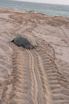 Réserve des tortues dans le gouvernorat d’Al Sharqiya Sud, Ras Al Hadd