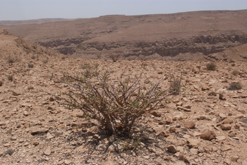 محمية جبل سمحان