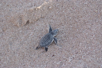 Schildkrötenreservat – Gouvernement Al Sharqiyah Süd (Ras Al Hadd)