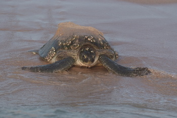 Schildkrötenreservat – Gouvernement Al Sharqiyah Süd (Ras Al Hadd)