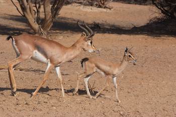 Parc naturel d\'Al Saleel