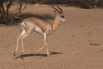 Al Saleel Natural Park Reserve
