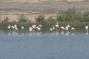محمية خور عوقد