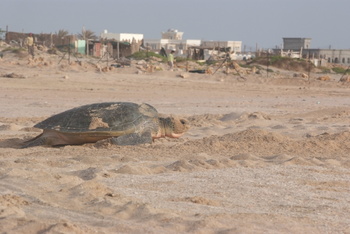 Schildkrötenreservat – Gouvernement Al Sharqiyah Süd (Ras Al Hadd)