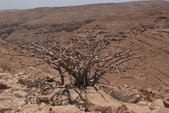 محمية جبل سمحان