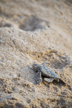 Réserve des tortues dans le gouvernorat d’Al Sharqiya Sud, Ras Al Hadd