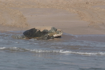 Schildkrötenreservat – Gouvernement Al Sharqiyah Süd (Ras Al Hadd)