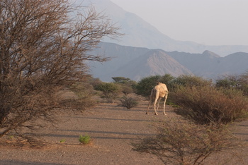 Parc naturel d\'Al Saleel