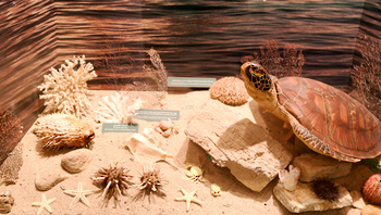 Musée d’Histoire naturelle