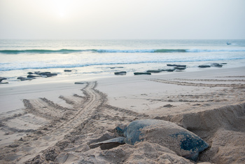 Réserve des tortues dans le gouvernorat d’Al Sharqiya Sud, Ras Al Hadd