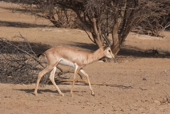Al Saleel Natural Park Reserve