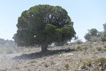 محمية الجبل الاخضر للمناظر الطبيعية