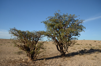 محمية جبل سمحان
