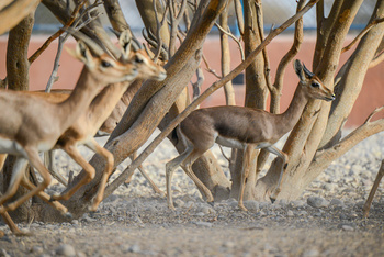Al Saleel Natural Park Reserve