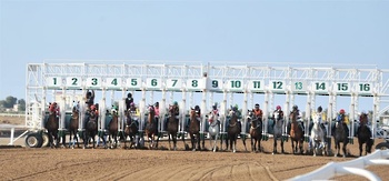 Caballos y Camellos