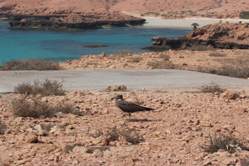 Daymaniyat Islands Nature Reserve