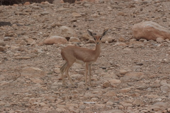Réserve du Jabal Samhan  