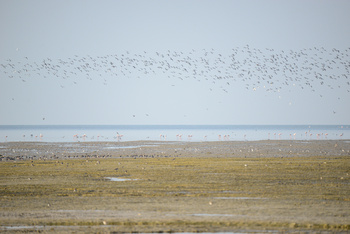  Al Wusta Wetlands Reserve