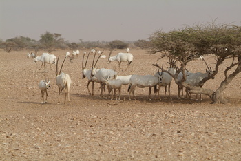 Réserve des espèces vivantes et de la vie fongique dans le gouvernorat d’Al Wusta – Hayma