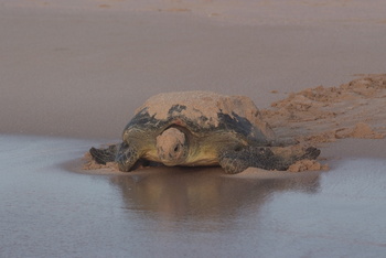 Reserva de las Tortugas en la Gobernación de Al Sharqiyah del Sur – Ras Al Hadd