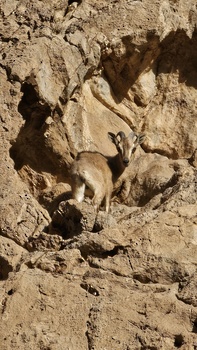 Réserve naturelle d’Al Sarin 