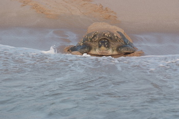 Reserva de las Tortugas en la Gobernación de Al Sharqiyah del Sur – Ras Al Hadd