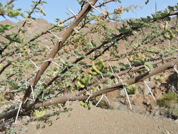 Reserva Natural de Al Saleel