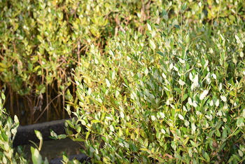 Réserve naturelle d’Al Qurm