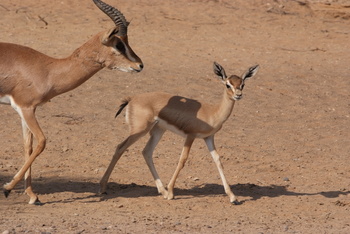 Reserva Natural de Al Saleel