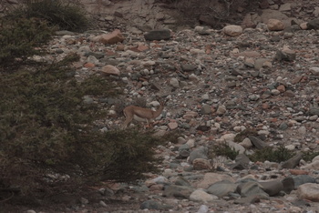 Reserva de Jabal Samhan