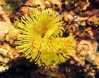 Wildlife in Oman