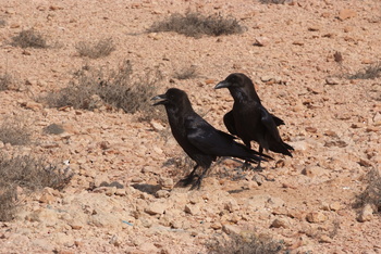 Daymaniyat Islands Nature Reserve