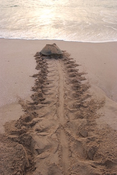 Reserva de las Tortugas en la Gobernación de Al Sharqiyah del Sur – Ras Al Hadd