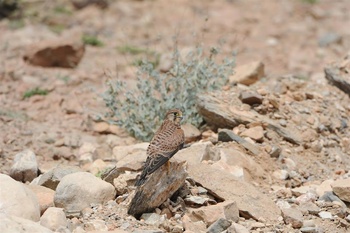 Wildlife in Oman