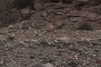 Reserva de Jabal Samhan