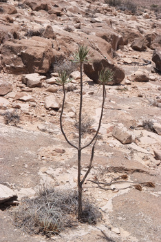 Reserva de Jabal Samhan