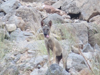 Reserva Natural de Al Sareen 