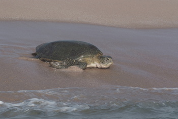 Reserva de las Tortugas en la Gobernación de Al Sharqiyah del Sur – Ras Al Hadd